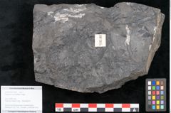 Foto (Objekt + Etikett) von Asplenium hochstetteri Unger (NHMW-GEO-2024-0188-10305)